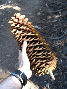 <b>Big pine cone</b>