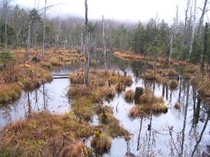 <b>Bogs On The Ridgeline</b>