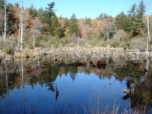 <b>Beaver Dam backup pond</b>