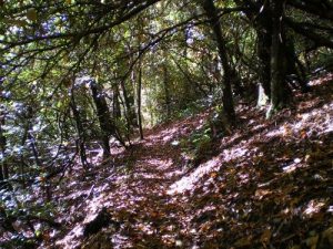 <b>Rhododendron Tunnel</b>