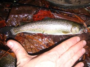 <b>Rainbow Trout</b><br> They were small, but they were biting today.