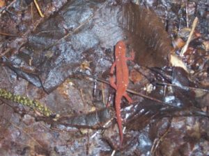 <b>Red Salamander seen on trail</b>
