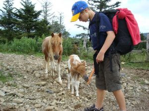 <b>"Wild" Ponies</b><br> You're really not supposed to feed the ponies, but how could you let your kid pass on this.