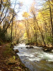 <b>Bradley Fork Creek</b><br> Downstream view of the beautiful Bradley Fork Creek.