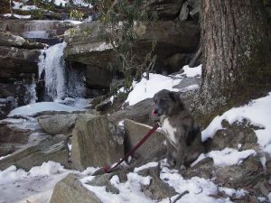 Loki in front of Hidden Falls in Hanging Rock State Park a few days after a winter storm.