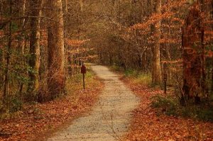 Sims Trail, Congaree National Park