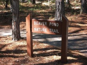 Beaver Pond Nature Trail, Little Pee Dee State Park