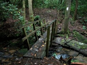 <b>Bridge</b><br> Bridge over King Creek. The trail gets pretty rough after this.