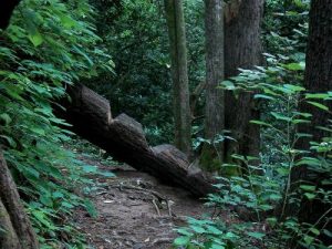 <b>Obstacle</b><br> One of the things you have to step over on this trail. Trickey when wet!