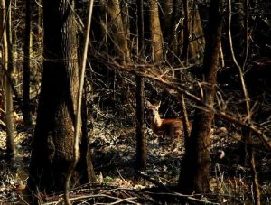 <b>Whitetail</b><br> Whitetail deer along the low boardwalk.