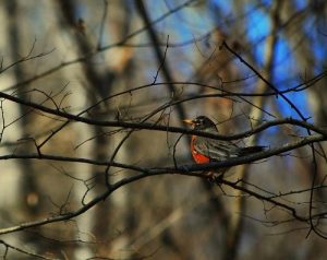 <b>Spring robin</b><br> Robin on the weston Lake Loop Trail.