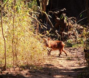 <b>Feral pig</b><br> Wild pig on Weston Lake Loop Trail.