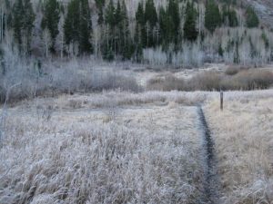 <b>A Cold Meadow</b><br> A frosty morning in the meadow along trail #151.