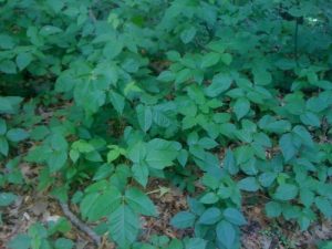 <b>Poison Ivy</b><br> If you hike here, watch the poison ivy carefully. It's everywhere and right along the trail in numerous places.