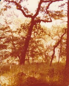 <b>Oak Trees Along the Lake Trail</b><br> These are the distinctive Valley Oaks native to a small area of Northern California.