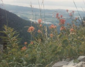 <b>Indian Paintbrush</b><br> Trail #8 as it crosses the west slope.