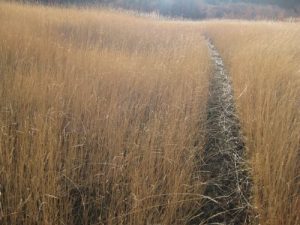 <b>Great Western Trail</b><br> This is the meadow at Sage Flat on top of the bench between the two canyons.
