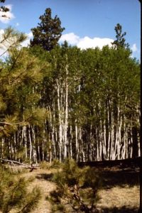 <b>Aspen Forest</b><br> The lovely aspen forest along the Widforss Trail. 5/28/72