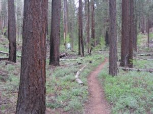 <b>2006 Fire Area</b><br> Widforss Trail passing through the 2006 burn area. 6/12/10