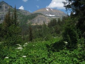 <b>Chapman Peak</b><br> The trail is barely visible through all the underbrush. 7/28/2010