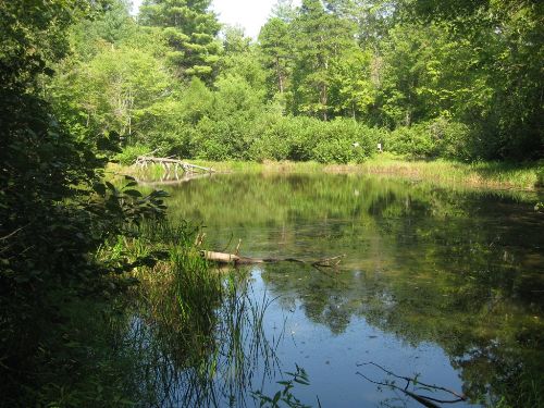 Devil's Fork State Park - Oconee Bell Nature Trail - Member Hike ...