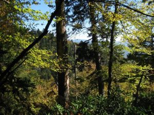 <b>Ascending Mount Ambler</b><br> North Carolina side of trail.