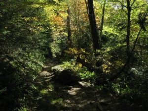 <b>Appalachian Trail</b><br> This is a very leafy part of the trail on the Tennessee side of Mt. Ambler. 10/9/10