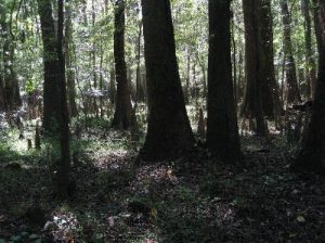 <b>Oldgrowth Baldcypress</b><br> Notice all of the baldcypress knees jutting from the forest floor. 10/10/10