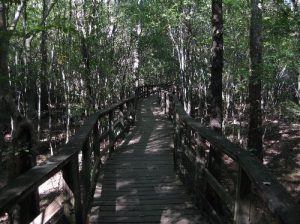 <b>Upper Boardwalk</b><br> This is mostly new growth in the area devastated by Hurricane Hugo in 1989. 10/10/10