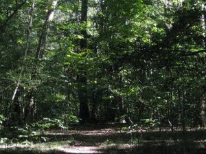 <b>Weston Lake Trail</b><br> This is near Cedar Creek. 10/10/10