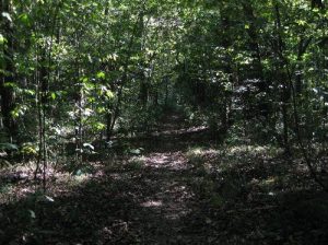 <b>Weston Lake Trail</b><br> The ground was damp, not muddy, just right for hiking. 10/10/10