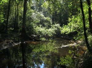 <b>Cedar Creek</b><br> I found this creek with its coffee-colored water very intriguing. 10/10/10