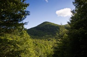 Palmetto Trail (Blue Ridge Co-op)