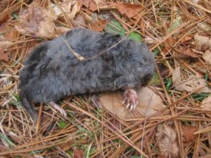 <b>Dead Mole</b><br> This critter was laying right on the trail and the kids were fascinated by it.