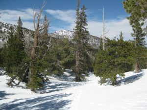 <b>Snow Covered Trail</b><br> Looking back toward Wheeler Campground.