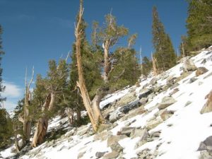 <b>Gnarly Old Patriarch</b><br> On the ridge between Teresa and Brown Lakes.