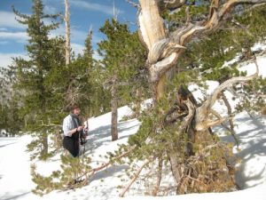 <b>Inspecting the Patriarch</b><br> Checking out he ancient trees.