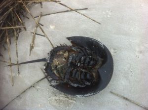 <b>Beached Horseshoe Crab</b>