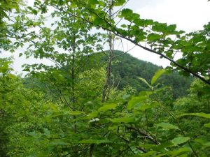 <b>Cumberland Knob</b><br> One of the views of the mountains surrounding the area.