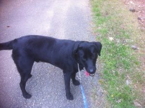 <b>Dogs On The Trail</b><br> The dog likes this place - dog park and trail = tired beast.