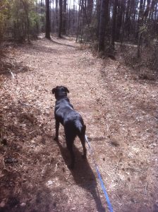 <b>The Dog Enjoys The Hike</b><br> A lot of people walk their dogs here .. but take a leash which is required.