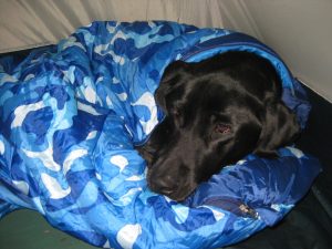 <b>Hot Dog</b><br> It was cool enough tonight that the dog liked his sleeping bag.
