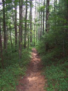 <b>Forested and Shady Trail</b>