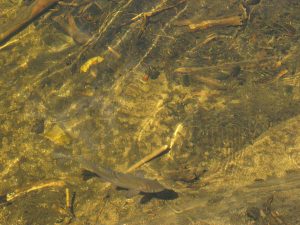 <b>12" Trout</b><br> This trout swam right up to me in Beaver Lake.