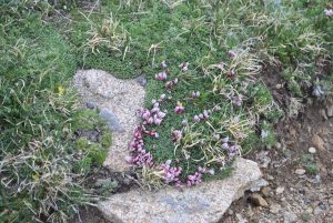 <b>Forest Canyon Overlook</b><br> its hard to believe that flowers can survive in the tundra at this altitude