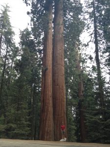 Tree along the Generals Highway.