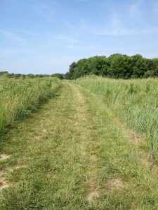 <b>Prairie Connector</b><br> I doubt this trail is used very much, but I personally think it is the best trail here. Lots of wildlife, berries growing wild, birds, hundreds of rabbits, and it is by far the most secluded. It is merely a mowed path, however.