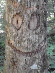 <b>smiling tree</b><br> this was a tree outside the black gap shelter just before the top of springer mountain