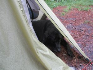 <b>Storm Shelter</b><br> Even the dog knows how to ride out a storm